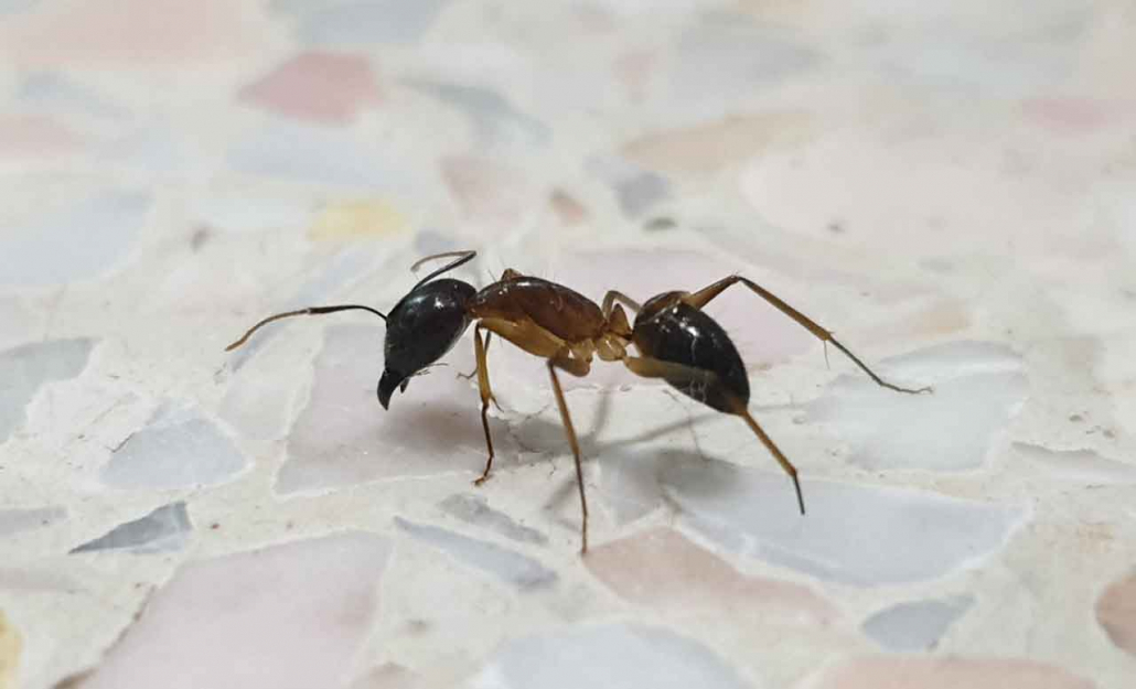 Ant - Fourmis