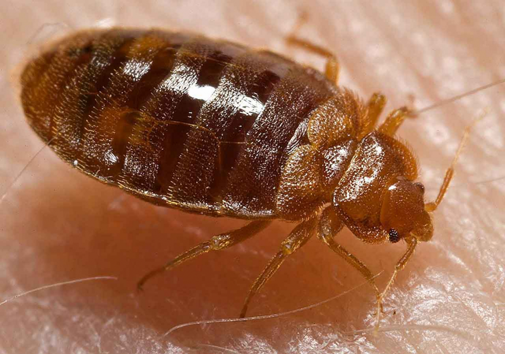 Bedbugs - Punaise des Lits