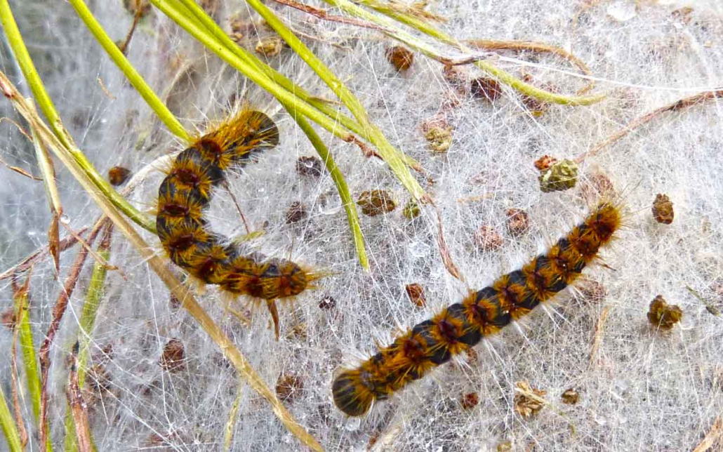 Chenille Processionnaire du Pin