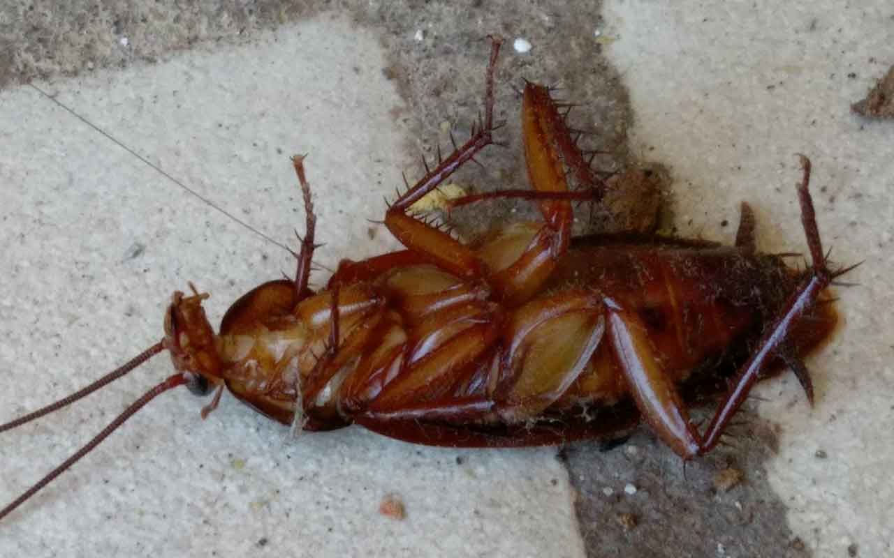 Cockroaches – Action Hygiène