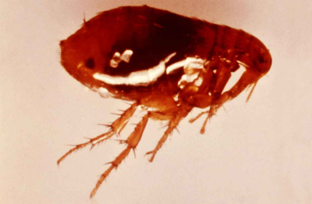 Fleas - Puces