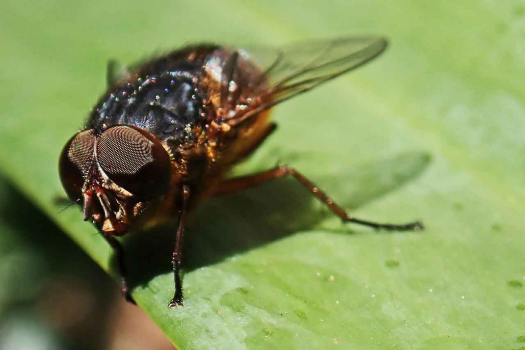 Fly - Mouche
