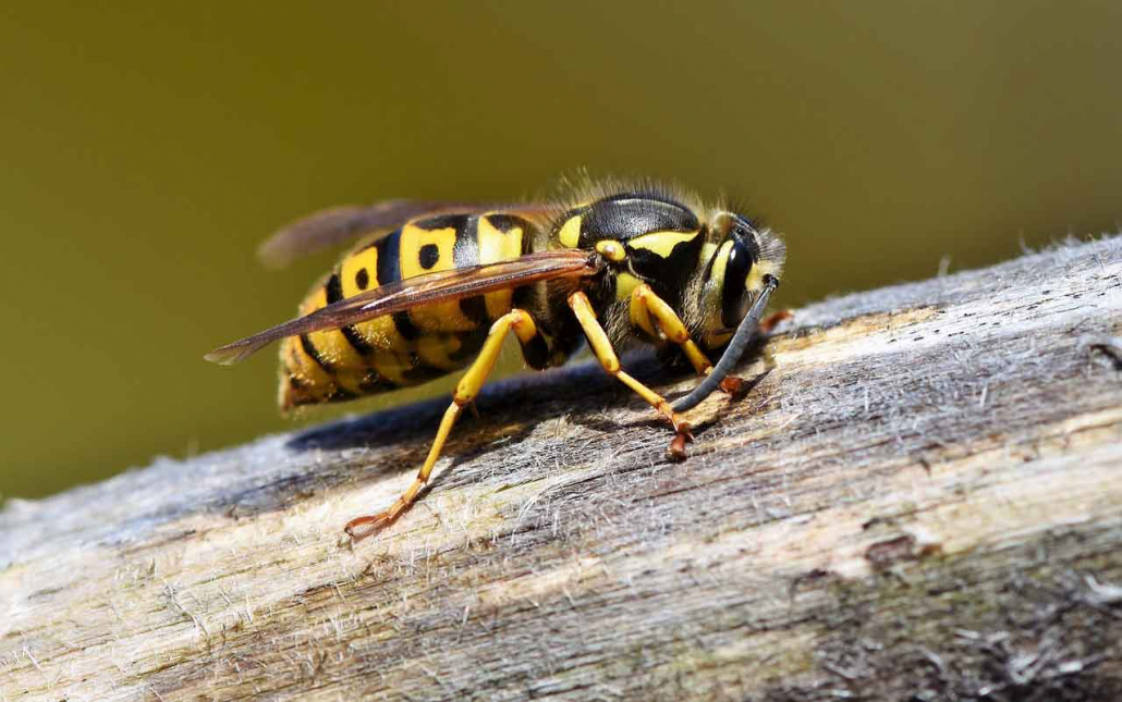 Guêpe - Wasp
