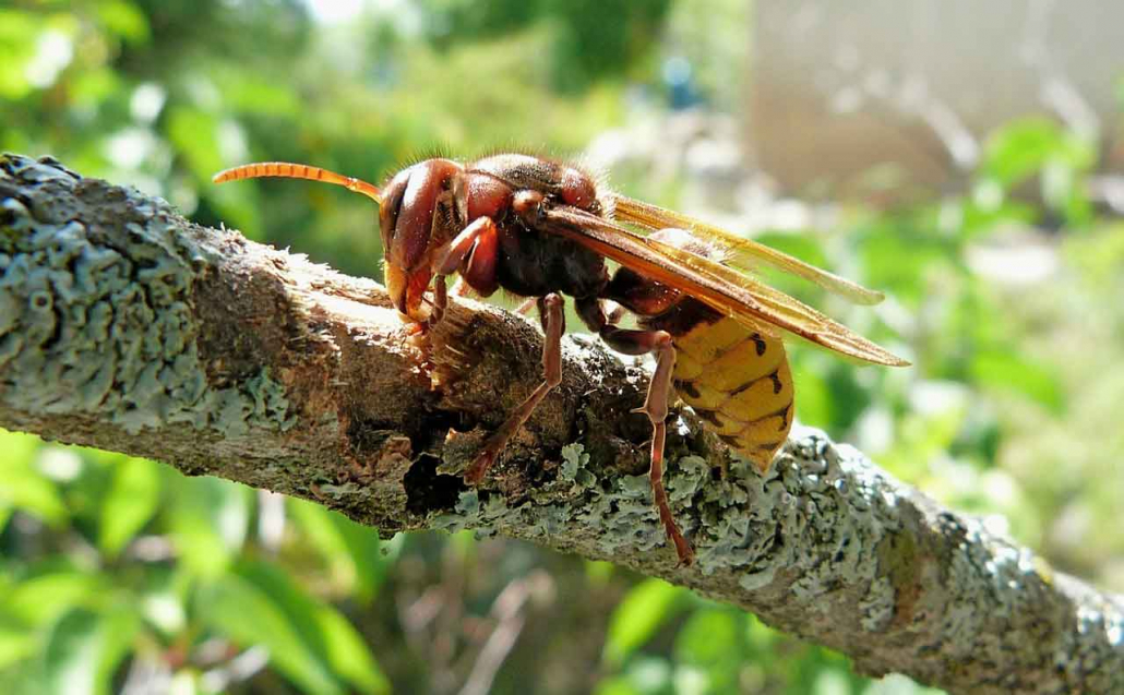 Hornet - Frelon