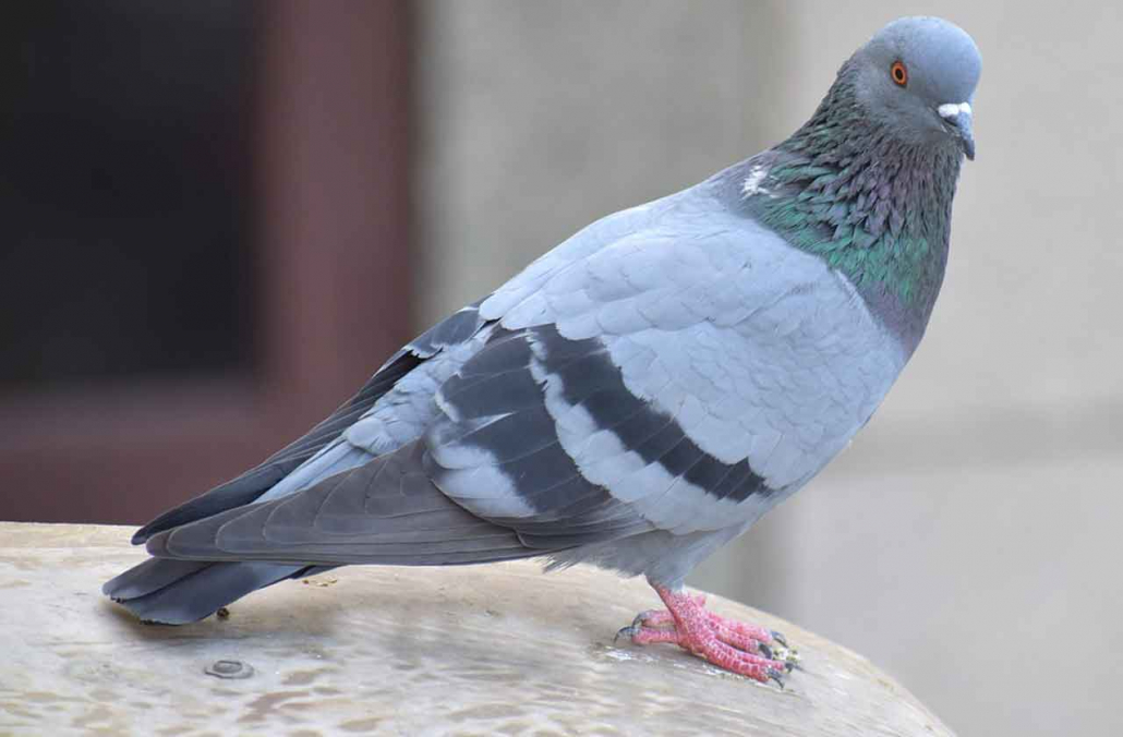 Pigeon