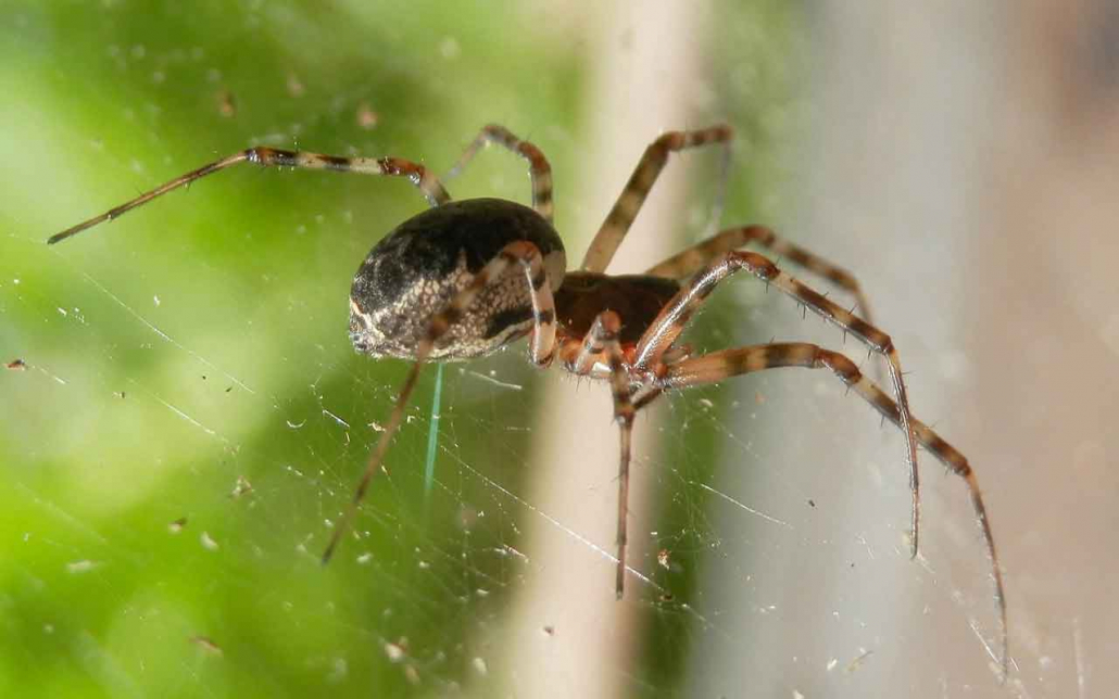 Araignée - Spider