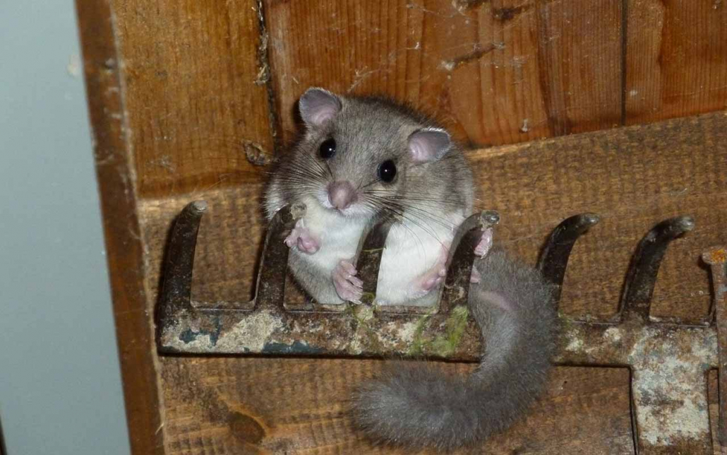 Loir- Dormouse