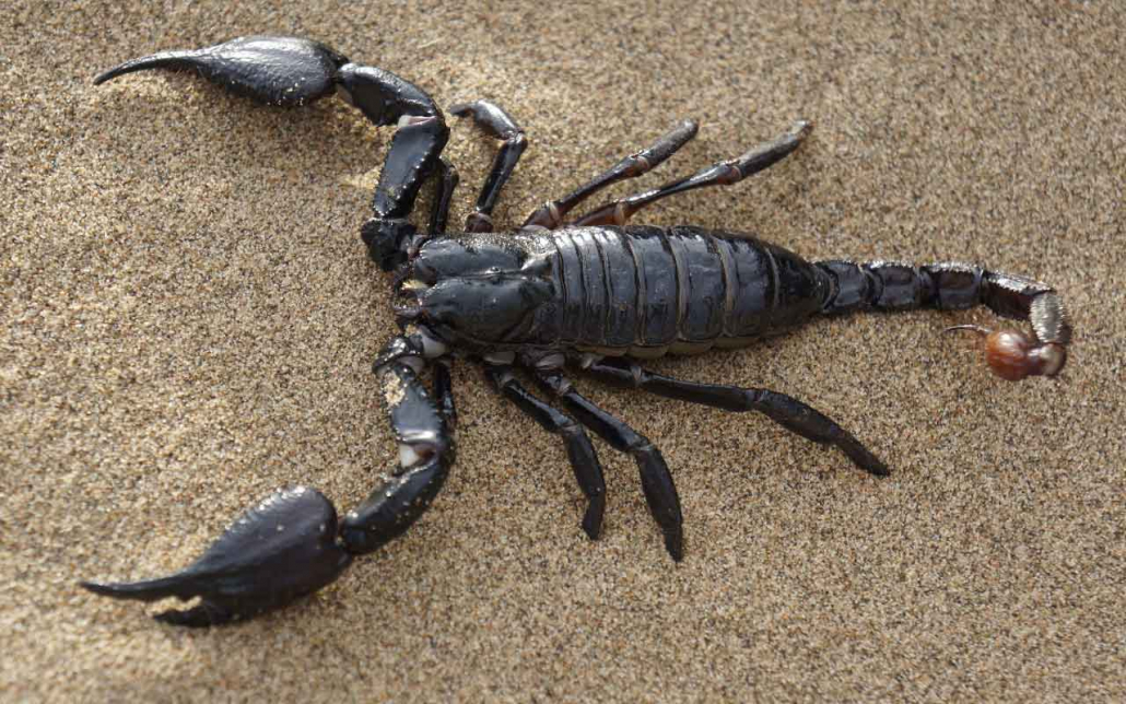 Scorpion