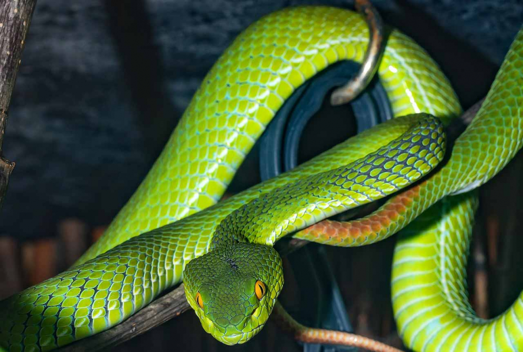 Snake - Serpent